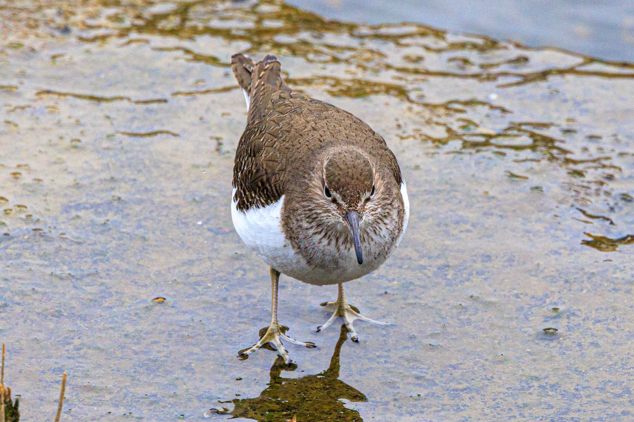 Photo of Common Sandpiper at 喜瀬川 by ときのたまお