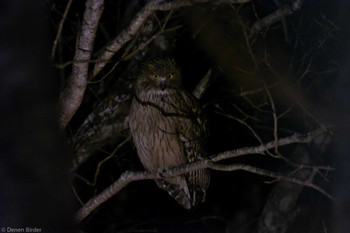 Blakiston's Fish Owl 養老牛温泉(湯宿だいいち) Sat, 3/16/2024