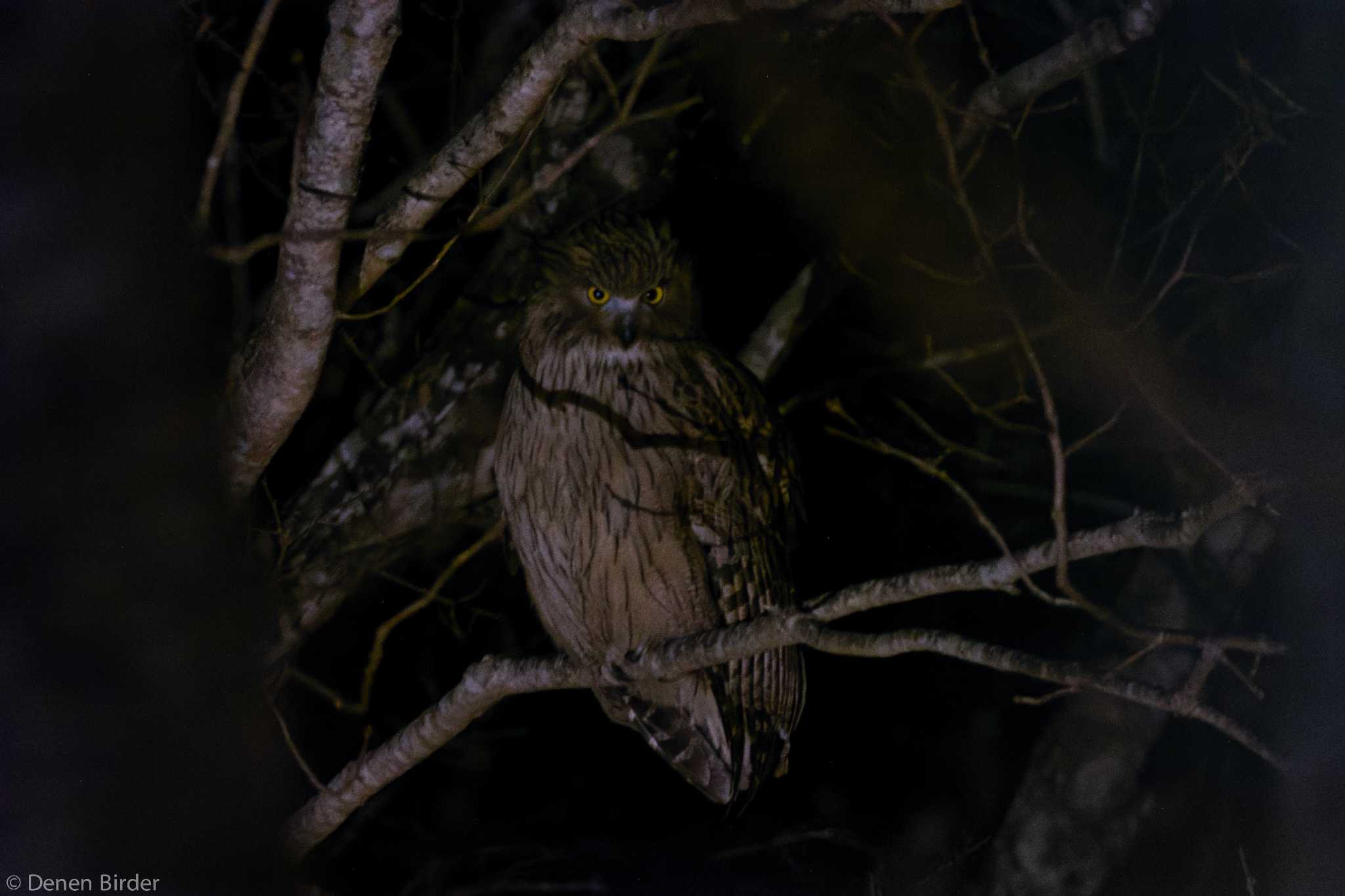 Blakiston's Fish Owl