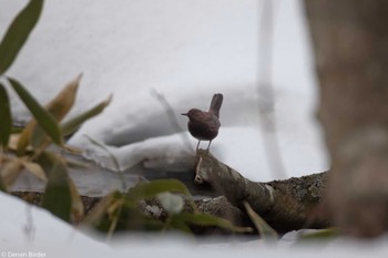 Brown Dipper 標津川 Sun, 3/17/2024