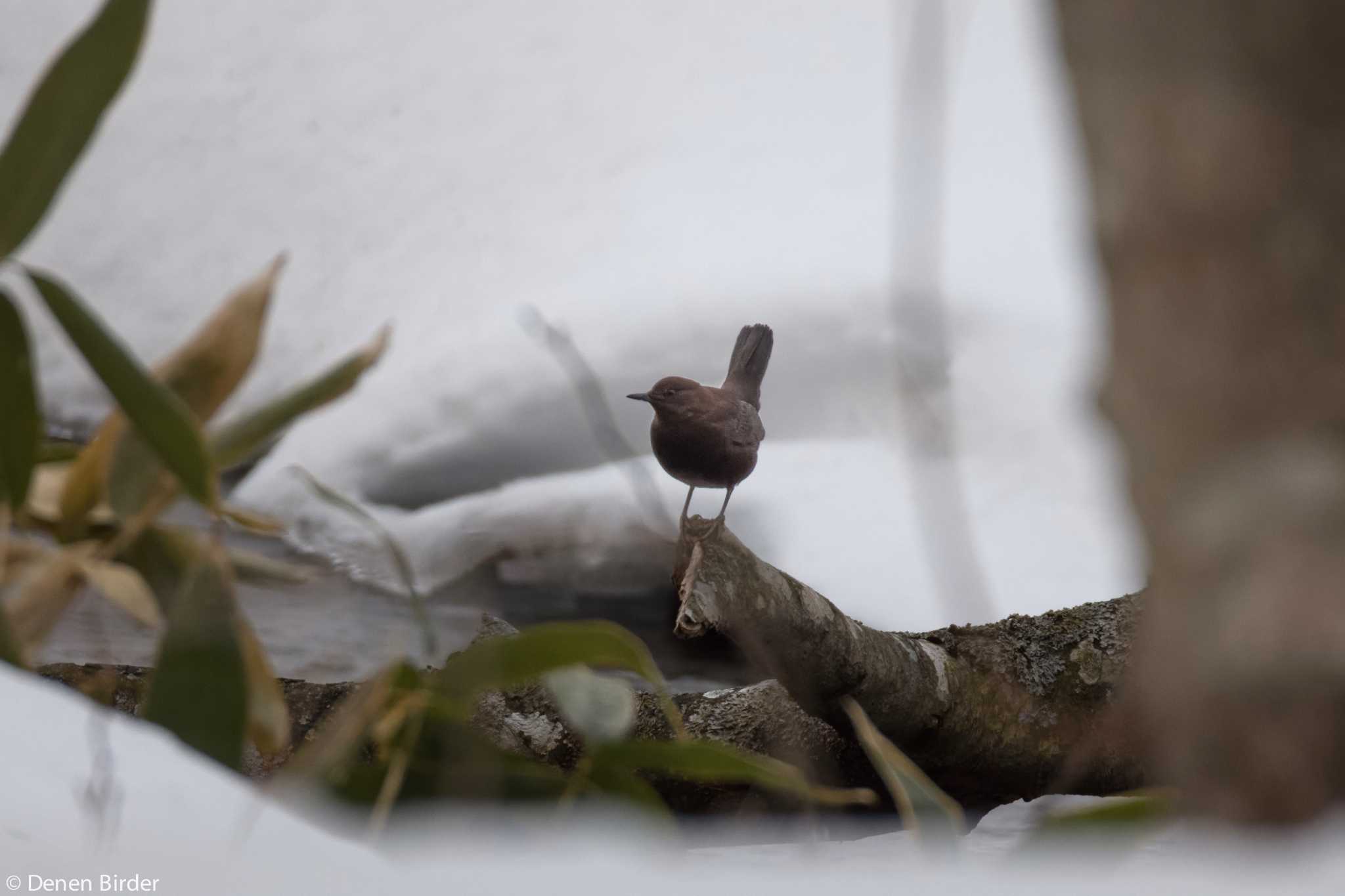 Brown Dipper