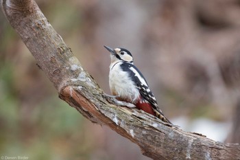 Great Spotted Woodpecker(japonicus) 標津川 Sun, 3/17/2024