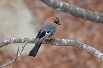 Sun, 3/17/2024 Birding report at 標津川