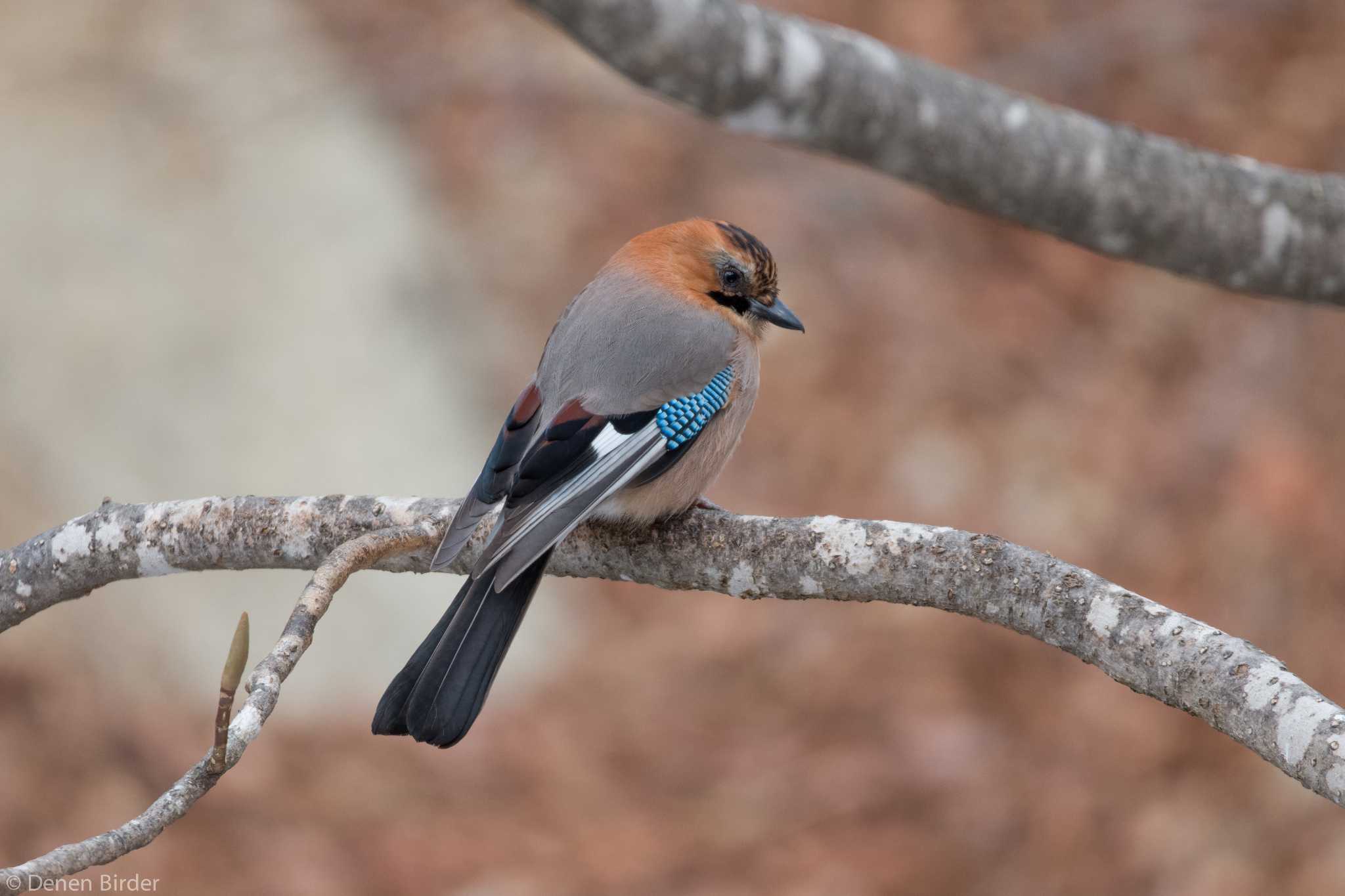 Eurasian Jay(brandtii)