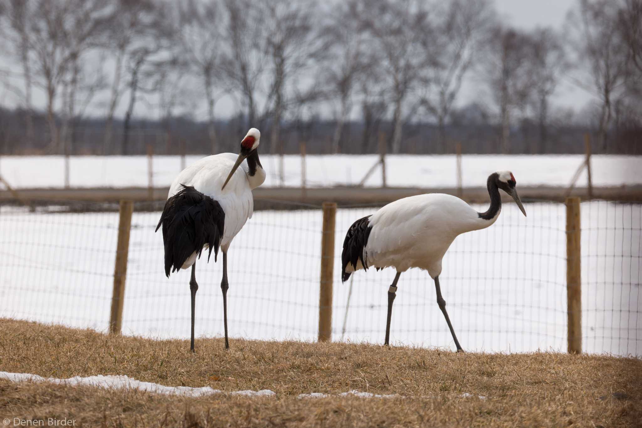 Photo of Red-crowned Crane at 茅沼駅 by 田園Birder