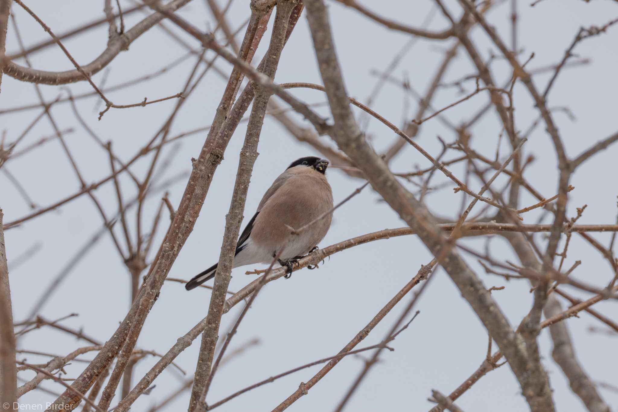 Eurasian Bullfinch(rosacea)