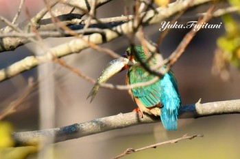 Common Kingfisher こども自然公園 (大池公園/横浜市)2 Fri, 3/22/2024