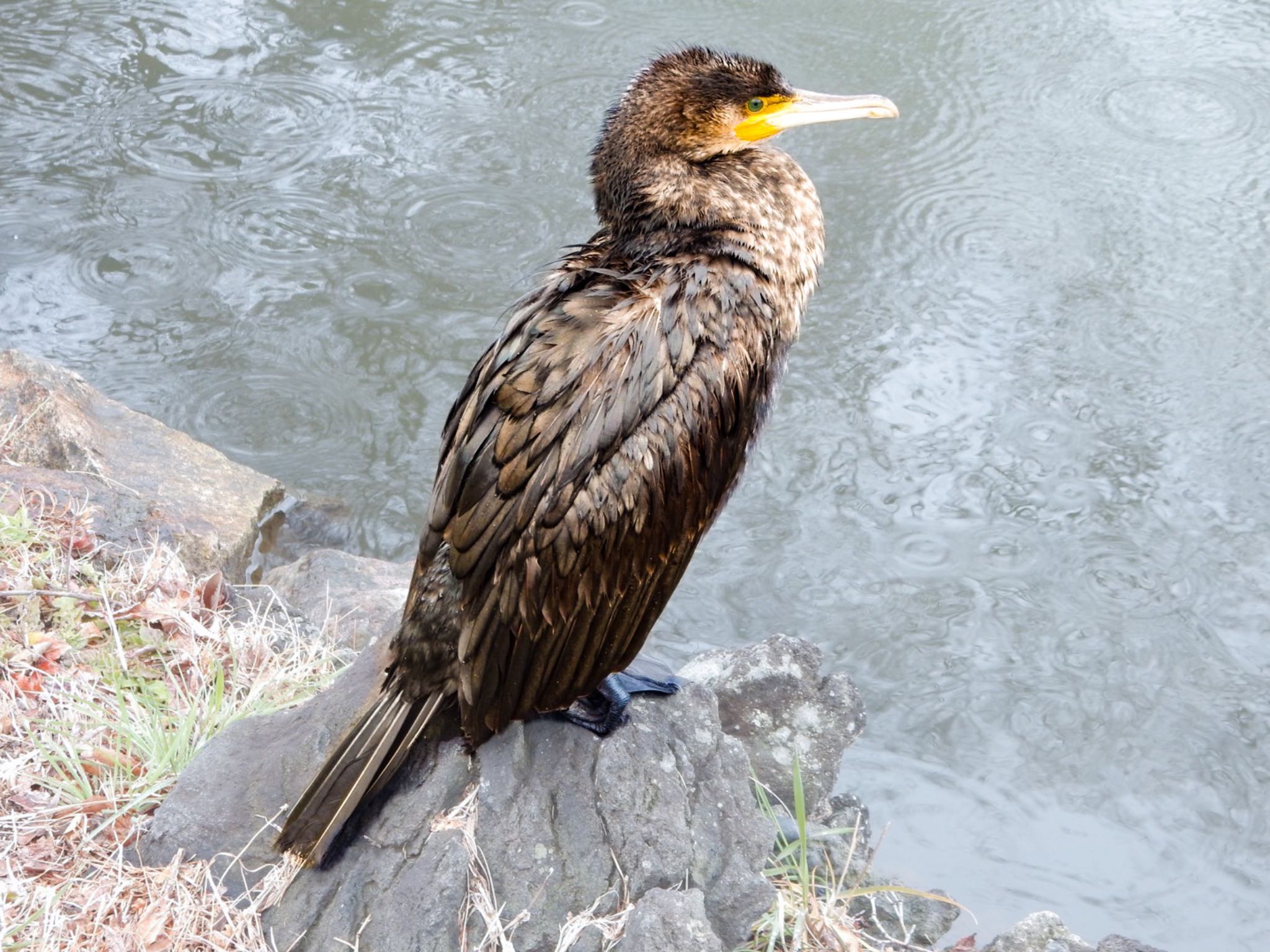 Photo of Great Cormorant at Shinjuku Gyoen National Garden by HIKARI  ξ(｡◕ˇ◊ˇ◕｡)ξ