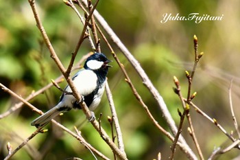 2024年3月22日(金) 横浜市旭区 こども自然公園 その4の野鳥観察記録