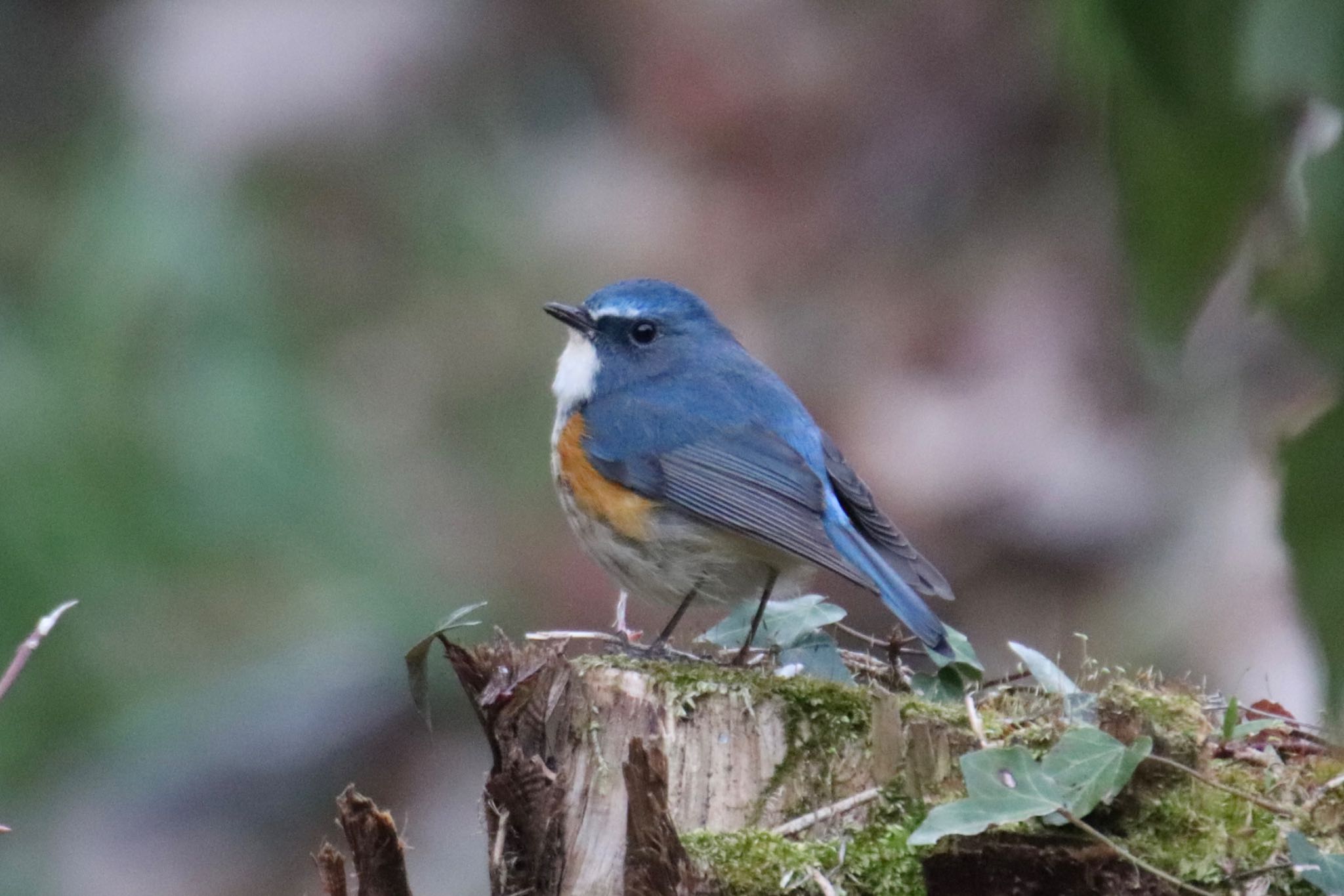 Photo of Red-flanked Bluetail at Machida Yakushiike Park by Jiateng 三保