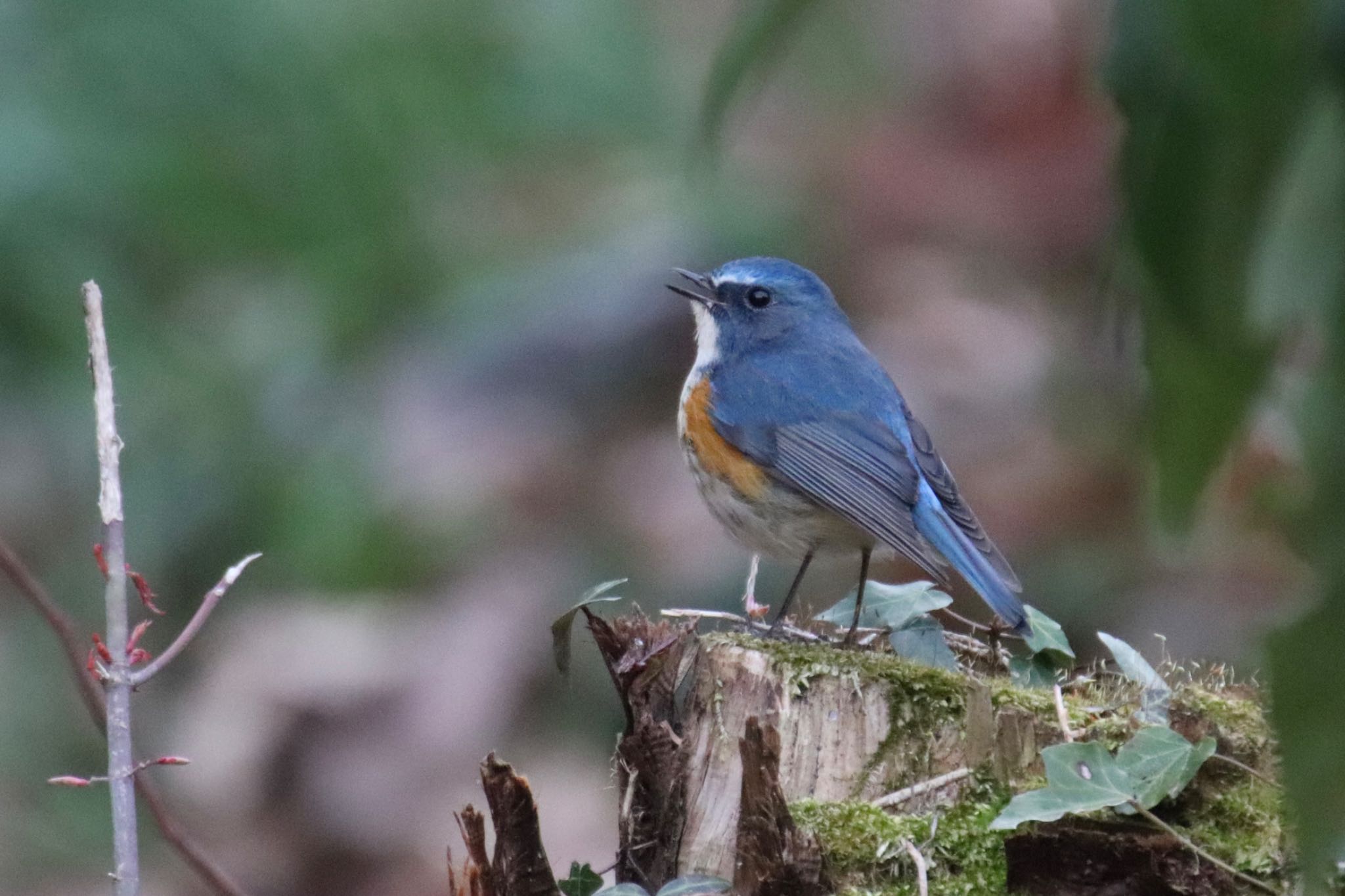 Photo of Red-flanked Bluetail at Machida Yakushiike Park by Jiateng 三保