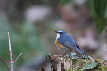 Red-flanked Bluetail Machida Yakushiike Park Sun, 3/24/2024