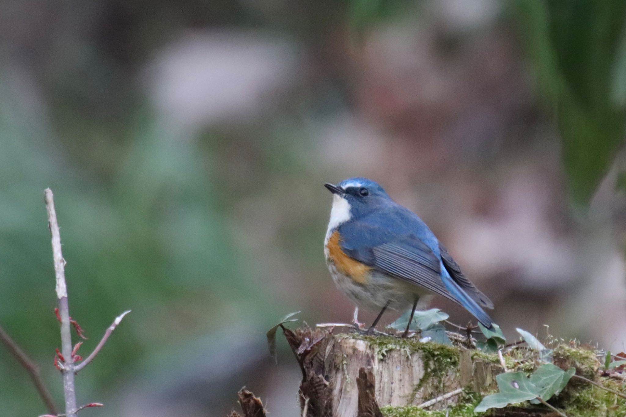 Photo of Red-flanked Bluetail at Machida Yakushiike Park by Jiateng 三保