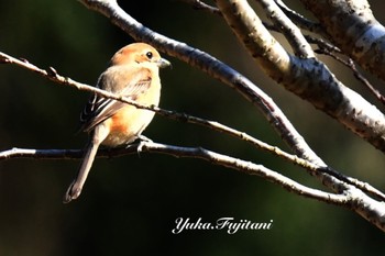 Bull-headed Shrike 横浜市旭区 こども自然公園 その6 Fri, 3/22/2024