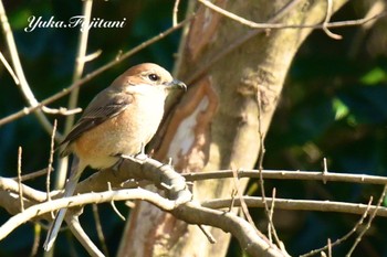 2024年3月22日(金) 横浜市旭区 こども自然公園 その6の野鳥観察記録