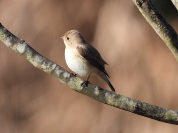 Red-breasted Flycatcher まつぶし緑の丘公園 Fri, 1/5/2024