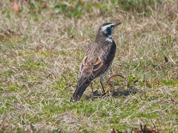 Dusky Thrush 淀川河川公園 Sun, 3/24/2024