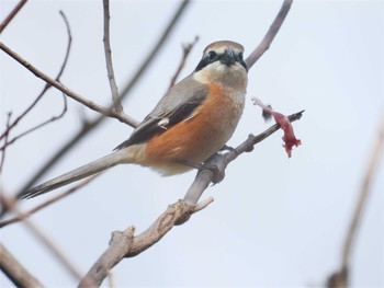 Bull-headed Shrike 淀川河川敷 Fri, 3/22/2024