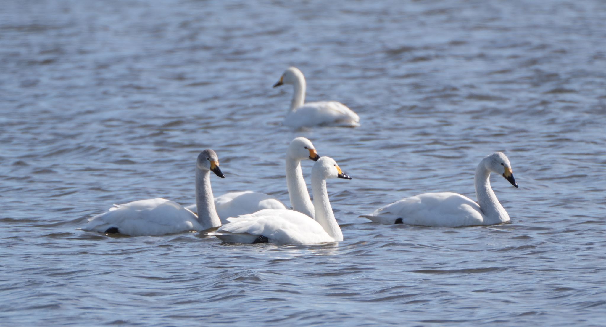 Photo of Whooper Swan at Lake Utonai by hiro1234