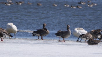 Greater White-fronted Goose Lake Utonai Fri, 3/22/2024