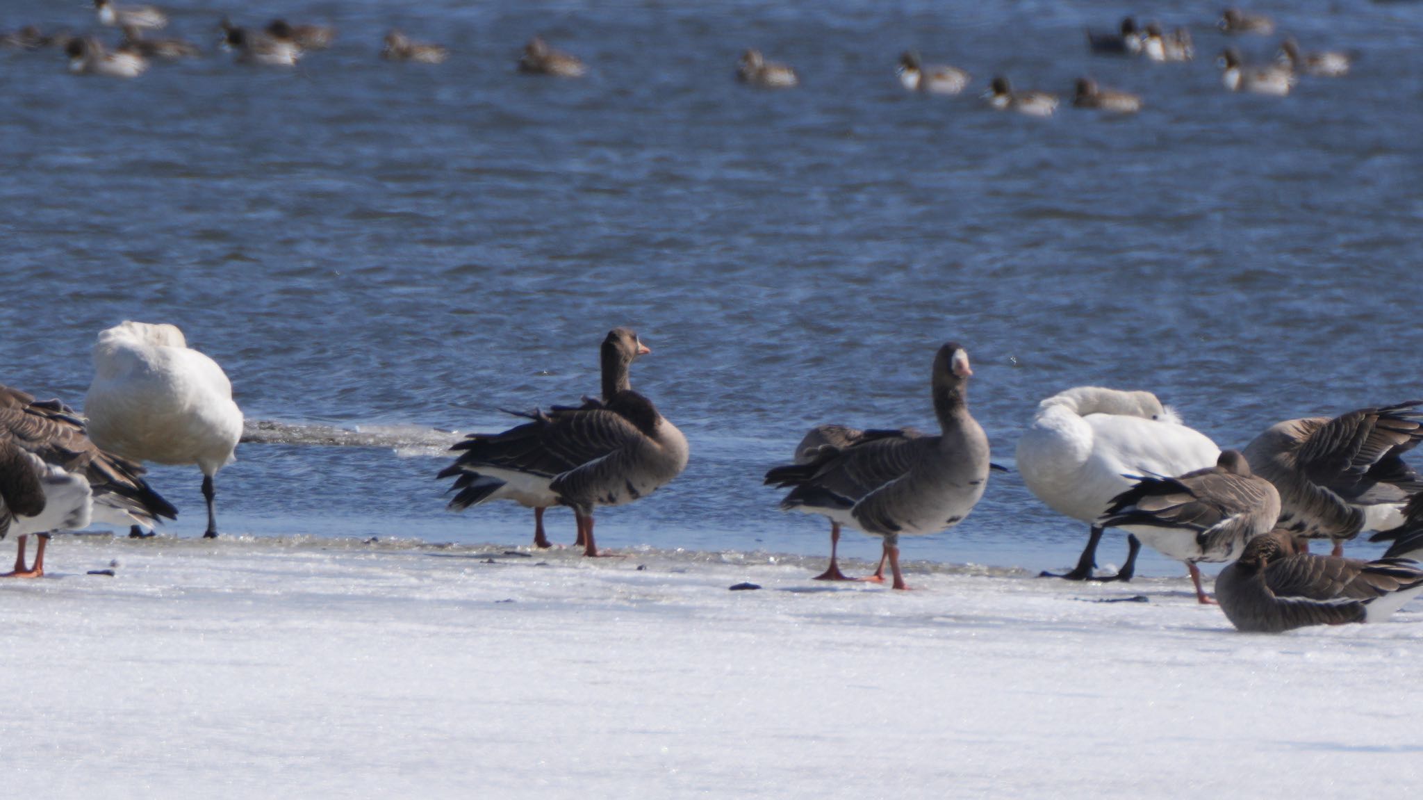 Photo of Greater White-fronted Goose at Lake Utonai by hiro1234