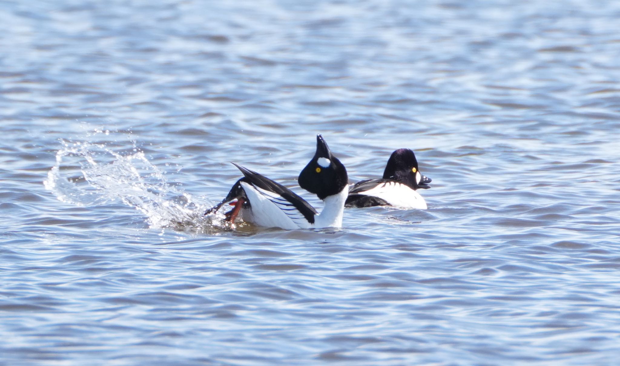 ウトナイ湖 ホオジロガモの写真 by hiro1234