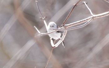 Long-tailed tit(japonicus) Lake Utonai Fri, 3/22/2024