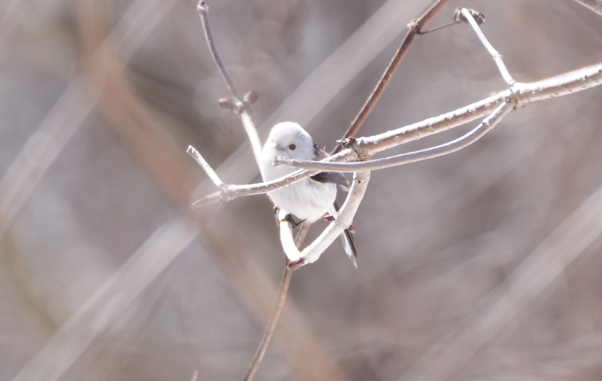 Photo of Long-tailed tit(japonicus) at Lake Utonai by hiro1234