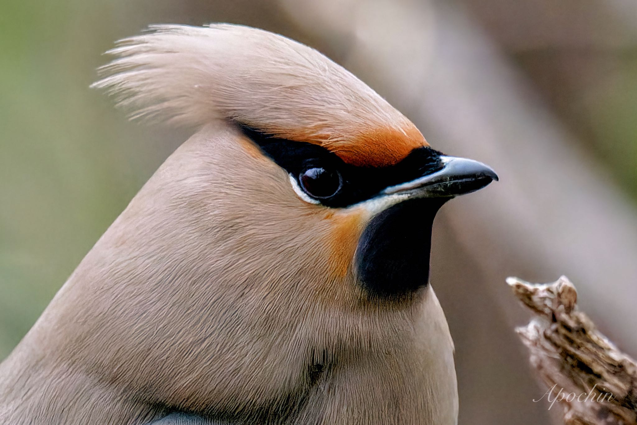 Bohemian Waxwing