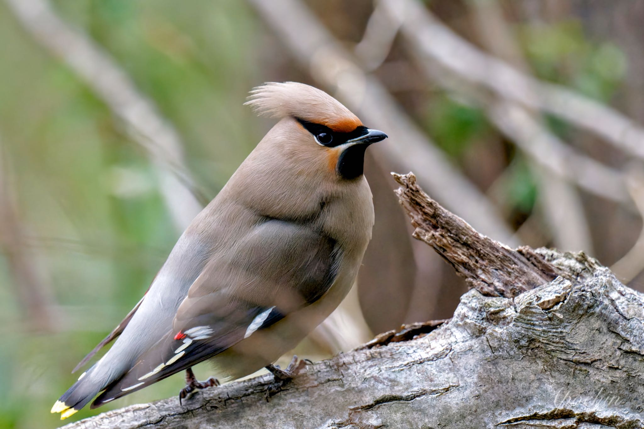 Bohemian Waxwing