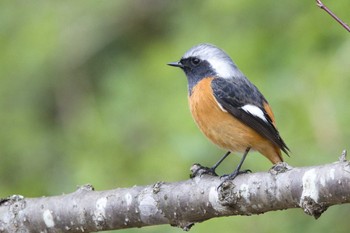 ジョウビタキ 奈良　馬見丘陵公園 2024年3月17日(日)