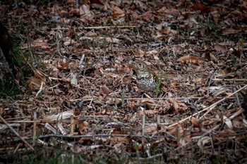 White's Thrush Maioka Park Sun, 3/24/2024