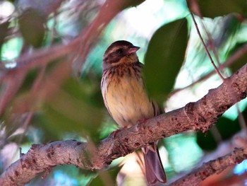 Masked Bunting 稲佐山公園 Fri, 3/15/2024