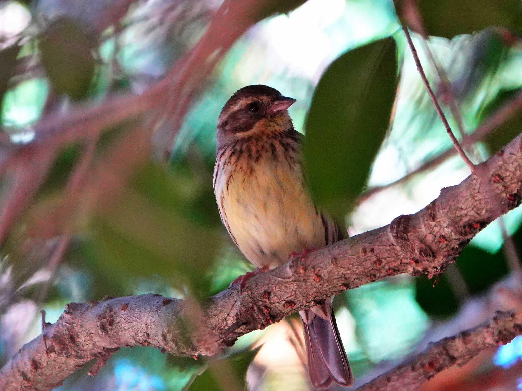 Photo of Masked Bunting at 稲佐山公園 by M Yama