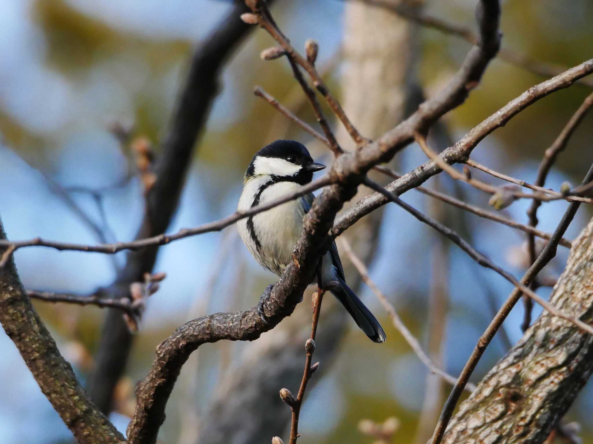 Photo of Japanese Tit at 東京都 by アカウント8018