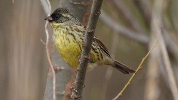 Masked Bunting Unknown Spots Sun, 3/24/2024