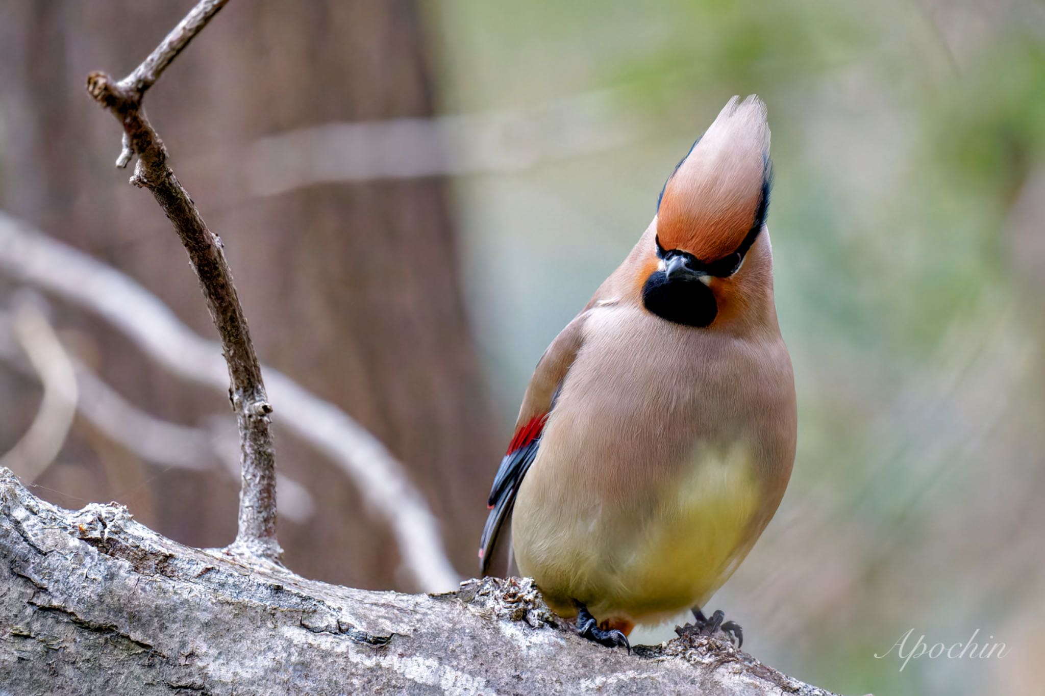 Japanese Waxwing