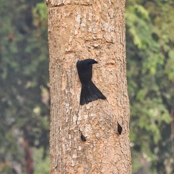 Greater Racket-tailed Drongo スコータイ遺跡公園 Fri, 3/8/2024