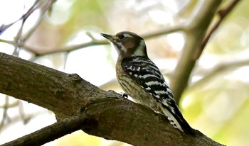 Japanese Pygmy Woodpecker 鶴ヶ池 Sun, 3/17/2024