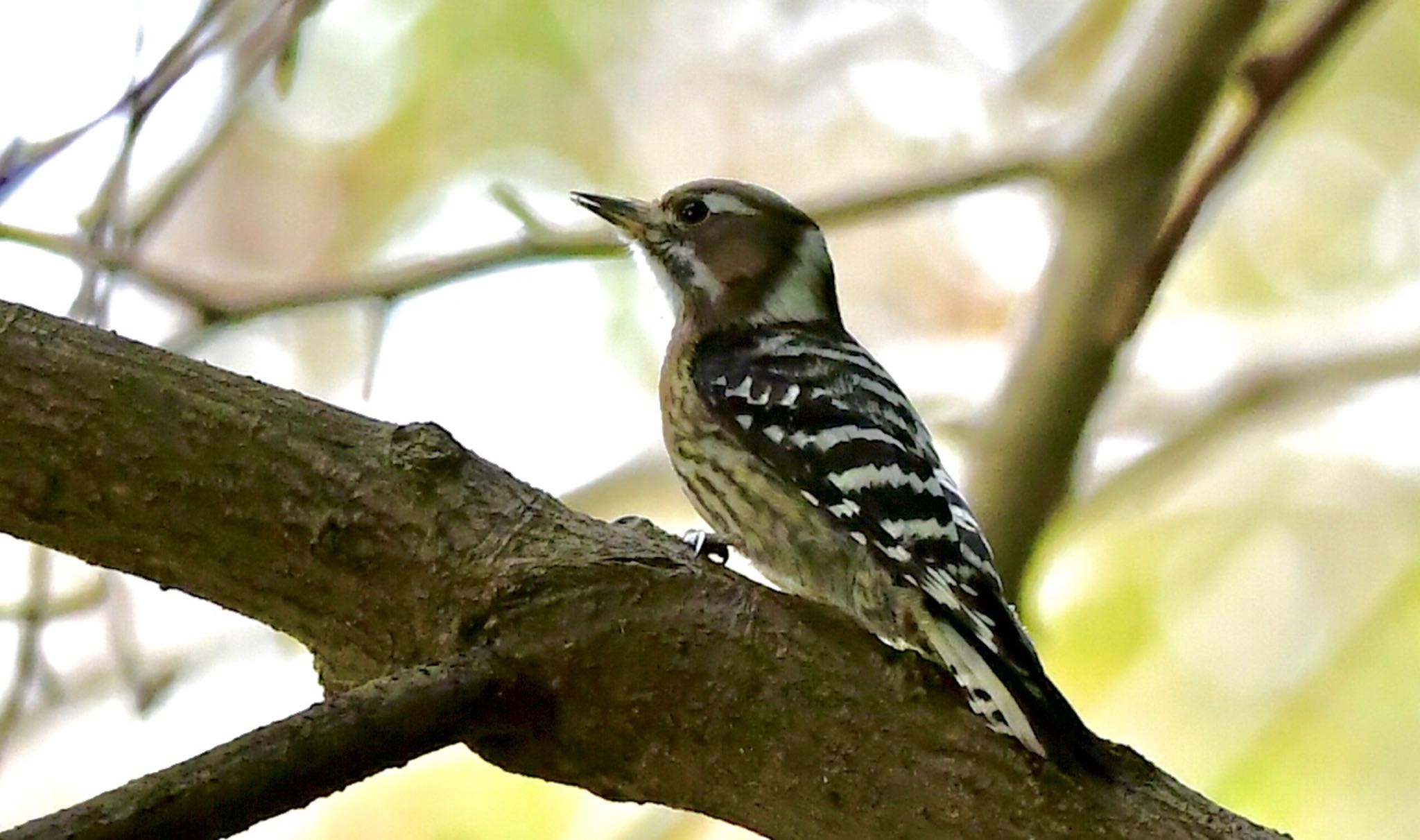 Photo of Japanese Pygmy Woodpecker at 鶴ヶ池 by Taka Eri