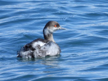 Black-necked Grebe 富士川河口 Wed, 3/20/2024