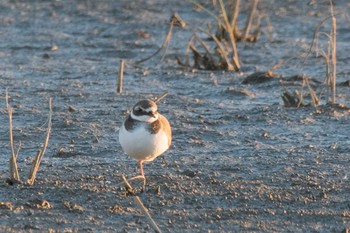 Semipalmated Plover Unknown Spots Sat, 12/15/2018