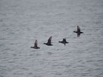 Black Scoter 花咲港(根室) Mon, 2/26/2024