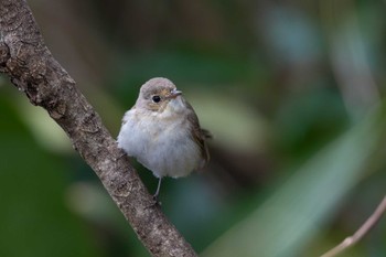 Red-breasted Flycatcher Unknown Spots Sun, 3/24/2024