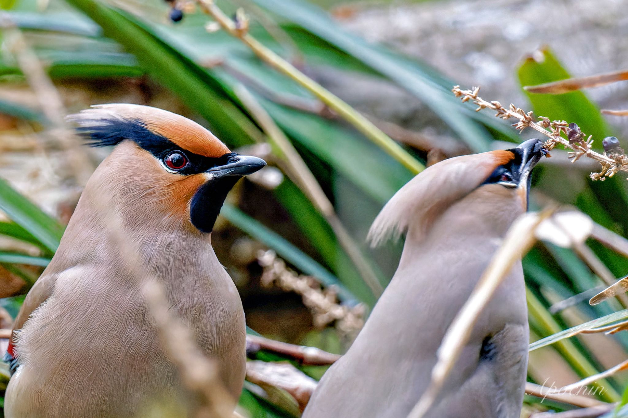 Japanese Waxwing