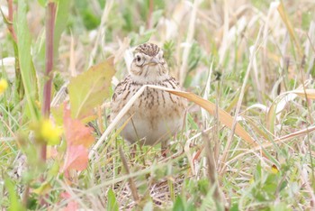 Eurasian Skylark ふれあい松戸川 Sun, 3/24/2024