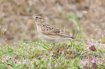 Eurasian Skylark ふれあい松戸川 Sun, 3/24/2024