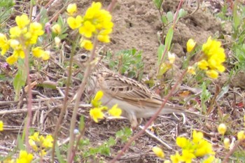 Eurasian Skylark ふれあい松戸川 Sun, 3/24/2024