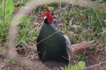 Green Pheasant ふれあい松戸川 Sun, 3/24/2024