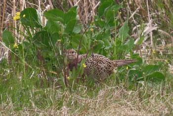 キジ ふれあい松戸川 2024年3月24日(日)